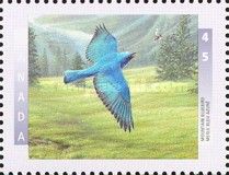 Mountain Bluebird (Sialia currocoides)