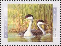 Western Grebe (Aechmophorus occidentalis)