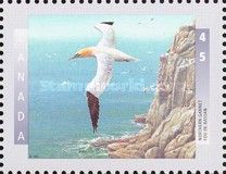 Northern Gannet (Morus bassanus)