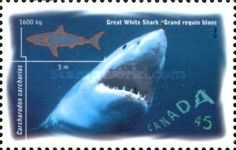Great White Shark (Carcharodon carcharias)