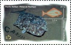 Pacific Halibut (Hippoglossus stenolepis)