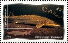 Atlantic Sturgeon (Acipenser oxyrhynchus)