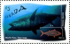 Atlantic Bluefin Tuna (Thunnus thynnus)