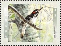 Hairy Woodpecker (Dryobates villosus)