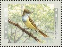 Great Crested Flycatcher (Myiarchus crinitus)