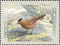 Gray-crowned Rosy-finch (Leucosticte tephrocotis)