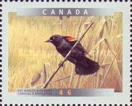 Red-winged Blackbird (Agelaius phoeniceus)