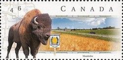 Yellowhead Highway, Manitoba - American Bison (Bos bison)