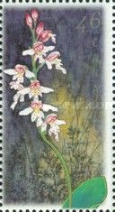 Galearis rotundifolia (syn.Amerorchis rotundifolia)