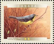 Canada Warbler (Cardellina canadensis)