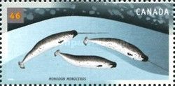 Narwhal (Monodon monoceros)