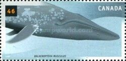 Blue Whale (Balaenoptera musculus)