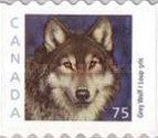 Wolf (Canis lupus)