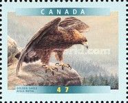 Golden Eagle (Aquila chrysaetos)
