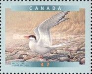 Arctic Tern (Sterna paradisaea)