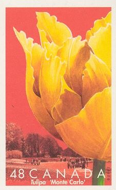 Monte Carlo Tulip and Dows Lake Tulip Beds
