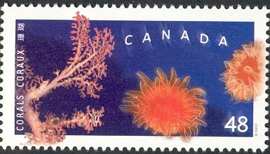 Bubblegum Coral (Paragorgia arborea), Orange Cup Coral (Bala
