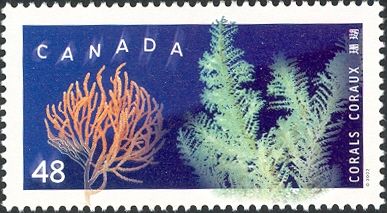 Red Tree (Primnoa resedaeformis), Coral (Antipatharia sp.)