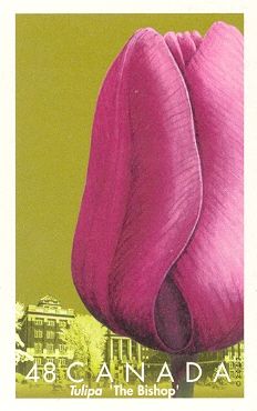 The Bishop Tulip and Ottawa Hospital