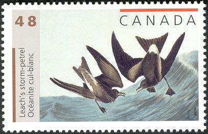 Leach's Storm-petrel (Hydrobates leucorhous)