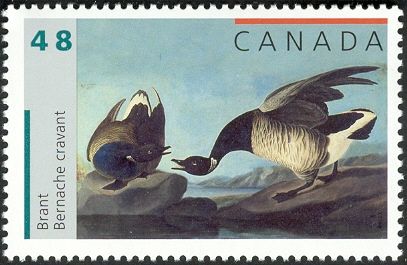 Brant (Branta bernicla)