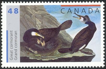 Great Cormorant (Phalacrocorax carbo)