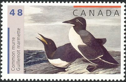 Common Murre (Uria aalge)