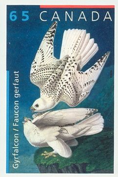 Gyrfalcon (Falco rusticolus)