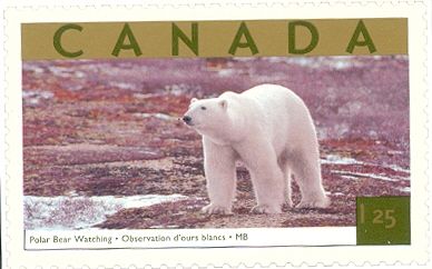 Polar Bear (Ursus maritimus) observation, Churchill