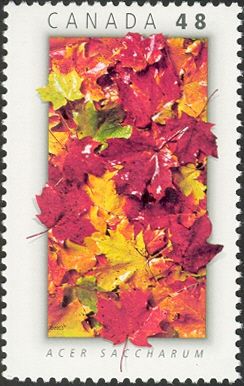 Maple (Acer saccharum)