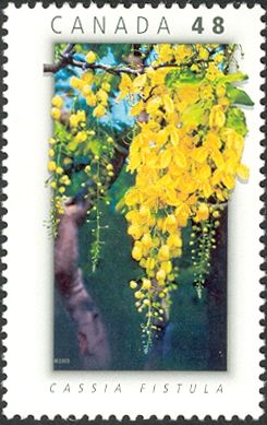 Drumstick Flower (Cassia fistula)