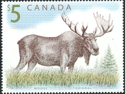 Moose (Alces alces)