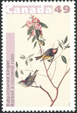 Ruby-crowned Kinglet (Regulus calendula)