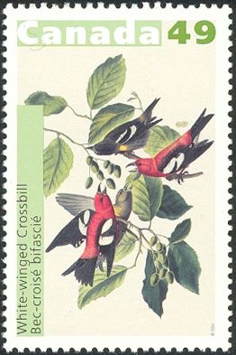White-winged Crossbill (Loxia leucoptera)
