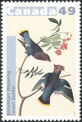 Bohemian Waxwing (Bombycilla garrulus)