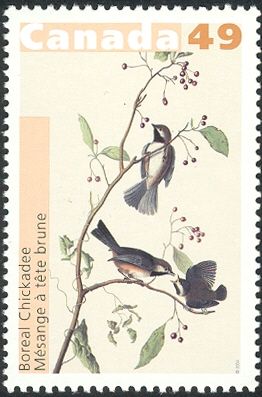 Boreal Chickadee (Parus hudsonicus)