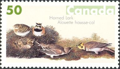 Horned Lark (Eremophila alpestris)