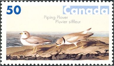 Piping Plover (Charadrius melodus)