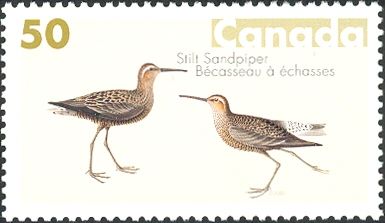 Stilt Sandpiper (Calidris himantopus)