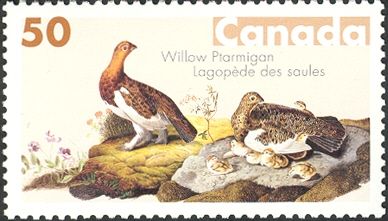 Willow Ptarmigan (Lagopus lagopus)