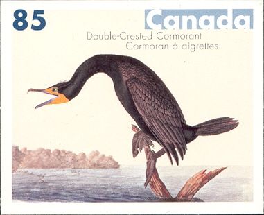 Double-crested Cormorant (Nannopterum auritum)