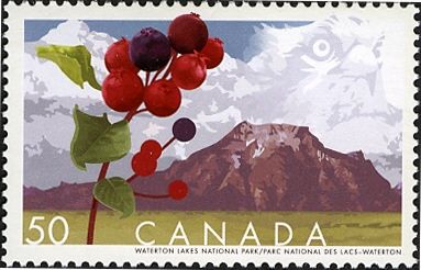 Saskatoon berries, Waterton Lakes National Park, Canada