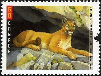 Cougar (Felis concolor)
