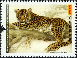 Amur Leopard (Panthera pardus orientalis)