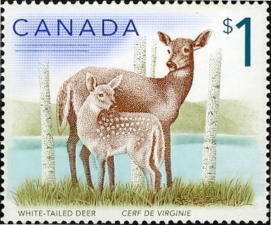 White-tailed Deer (Odocoileus virginianus)