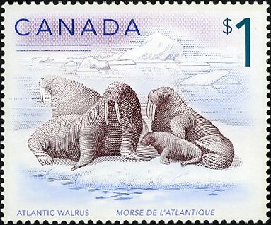 Atlantic Walrus (Odobenus rosmarus rosmarus)