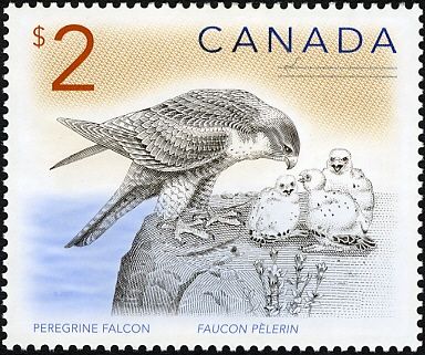 Peregrine Falcon (Falco peregrinus)