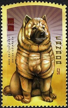 Chow-Chow (Canis lupus familiaris)