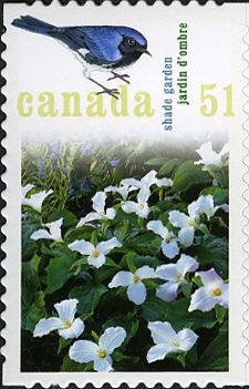 Shade Garden, Black-throated Blue Warbler (Dendroica caerule