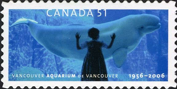 Child viewing Beluga whale (Delphinapterus leucus)